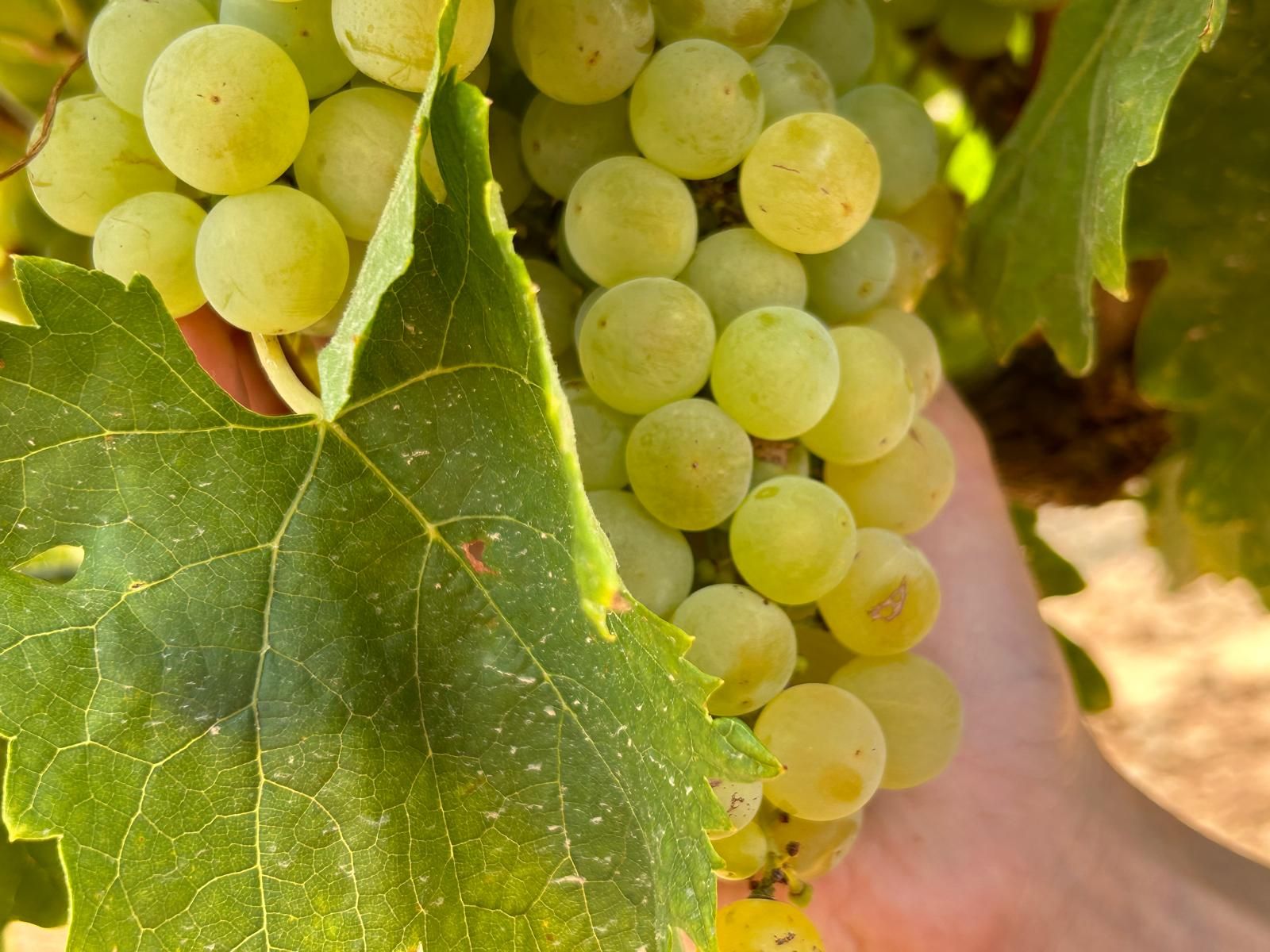 El estado sanitario y vegetativo de la uva es óptimo en Rioja Oriental