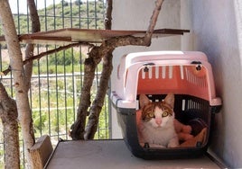 Un gato en el Centro de Acogida de Animales de Logroño, en una imagen de archivo.