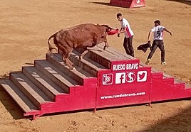 Dos de los especialistas suben a una de las vacas de Arriazu a la pirámide.