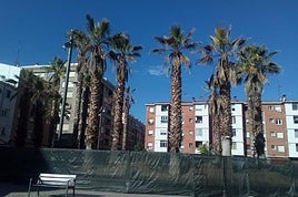Las palmeras de la plaza Valcuerna están valladas.
