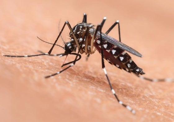 Ejemplar de Aedes albopictus, conocido como mosquito tigre.