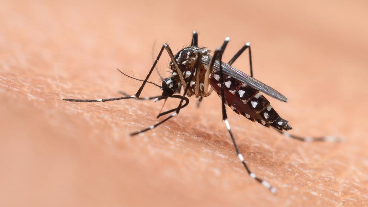 Ejemplar de Aedes albopictus, conocido como mosquito tigre.