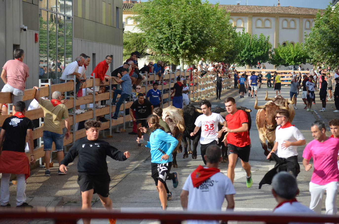 Las imágenes de la ofrenda de flores a los patronos en Calahorra