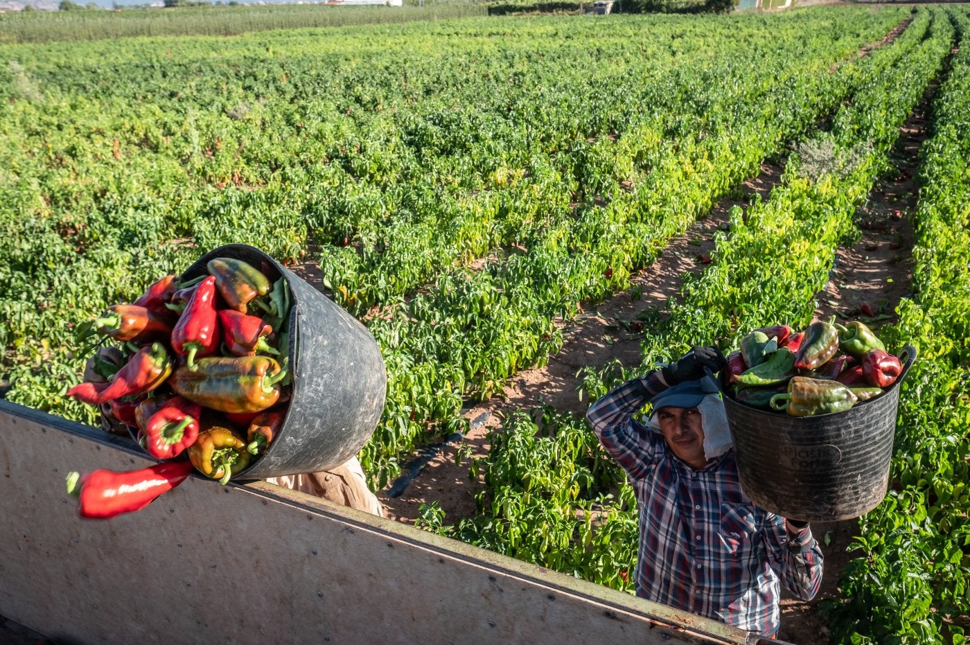 Unos trabajadores recogen pimientos en Tricio, durante la pasada campaña.