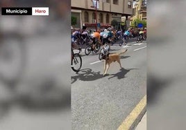 Vídeo | Un perro invade la carretera en pleno paso del pelotón en Haro