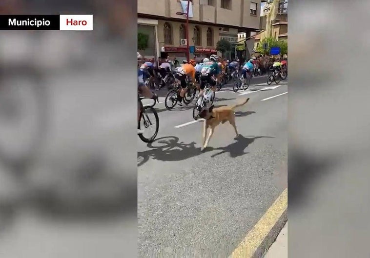 Vídeo | Un perro invade la carretera en pleno paso del pelotón en Haro