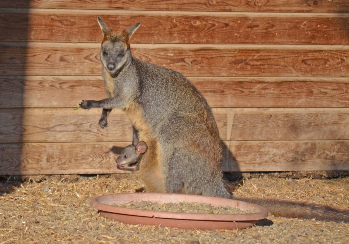 El pequeño walabí José Luis, nacido en Tierra Rapaz, asoma su cabeza en la bolsa marsupial de su madre.