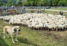 Uno de los mastines que custodian el rebaño de Javier Elías durante la Feria del Ganado de Villoslada.