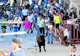 El primer novillo-toro ensogado que recorrió ayer las calles de Cabretón, al salir de la plaza.