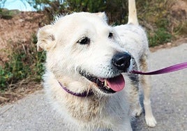 Luz busca una familia que le proporcione un hogar