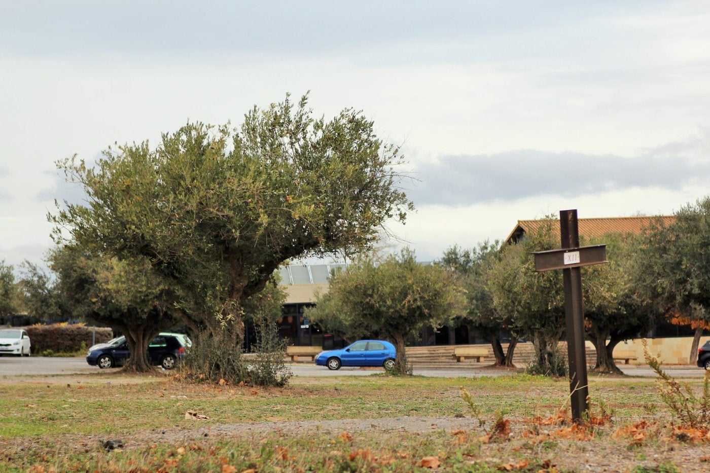 Olivos en el aparcamiento del complejo deportivo Aqualar de Lardero junto a una estación del Calvario.