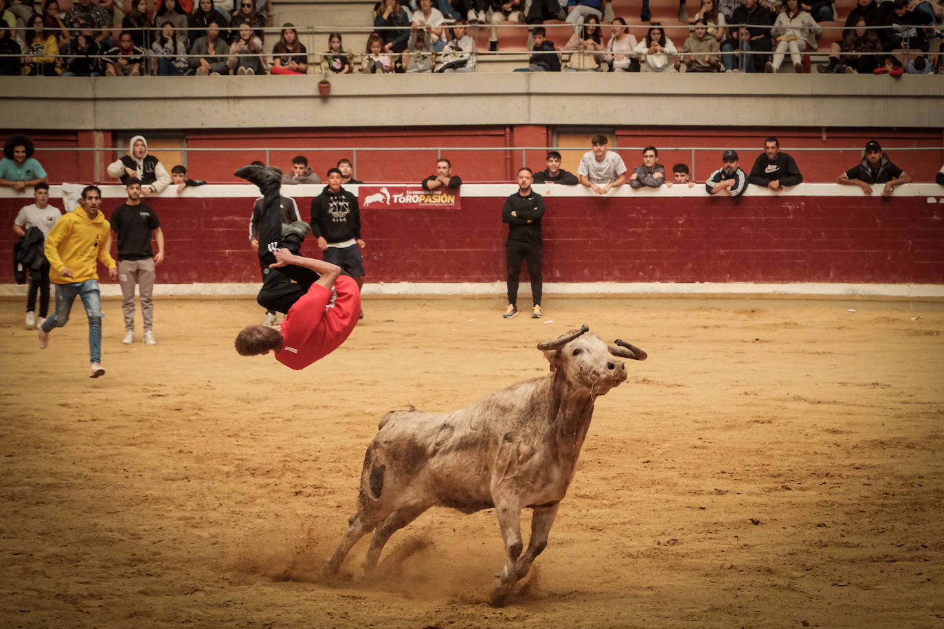Emoción y risas en las vaquillas