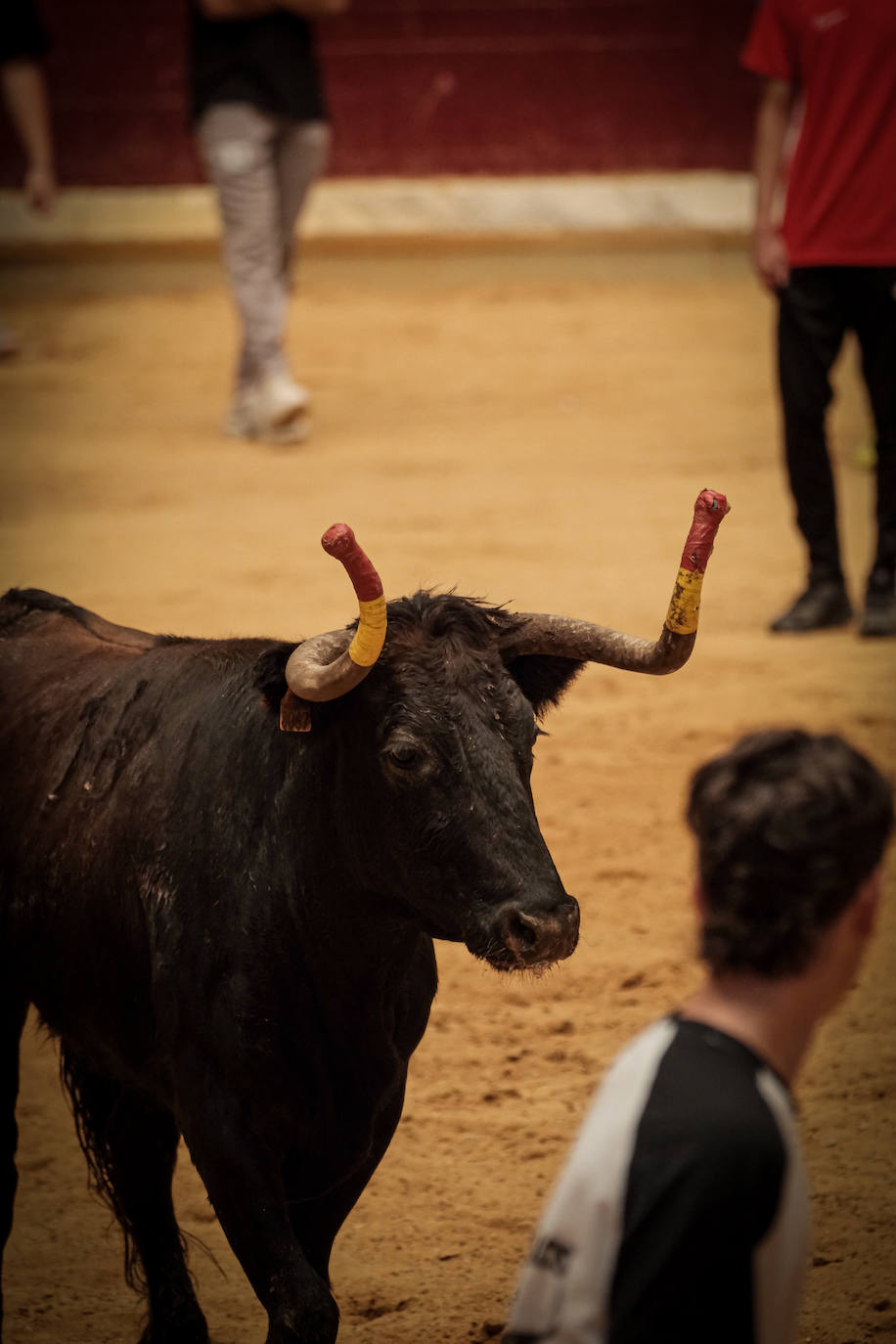 Emoción y risas en las vaquillas