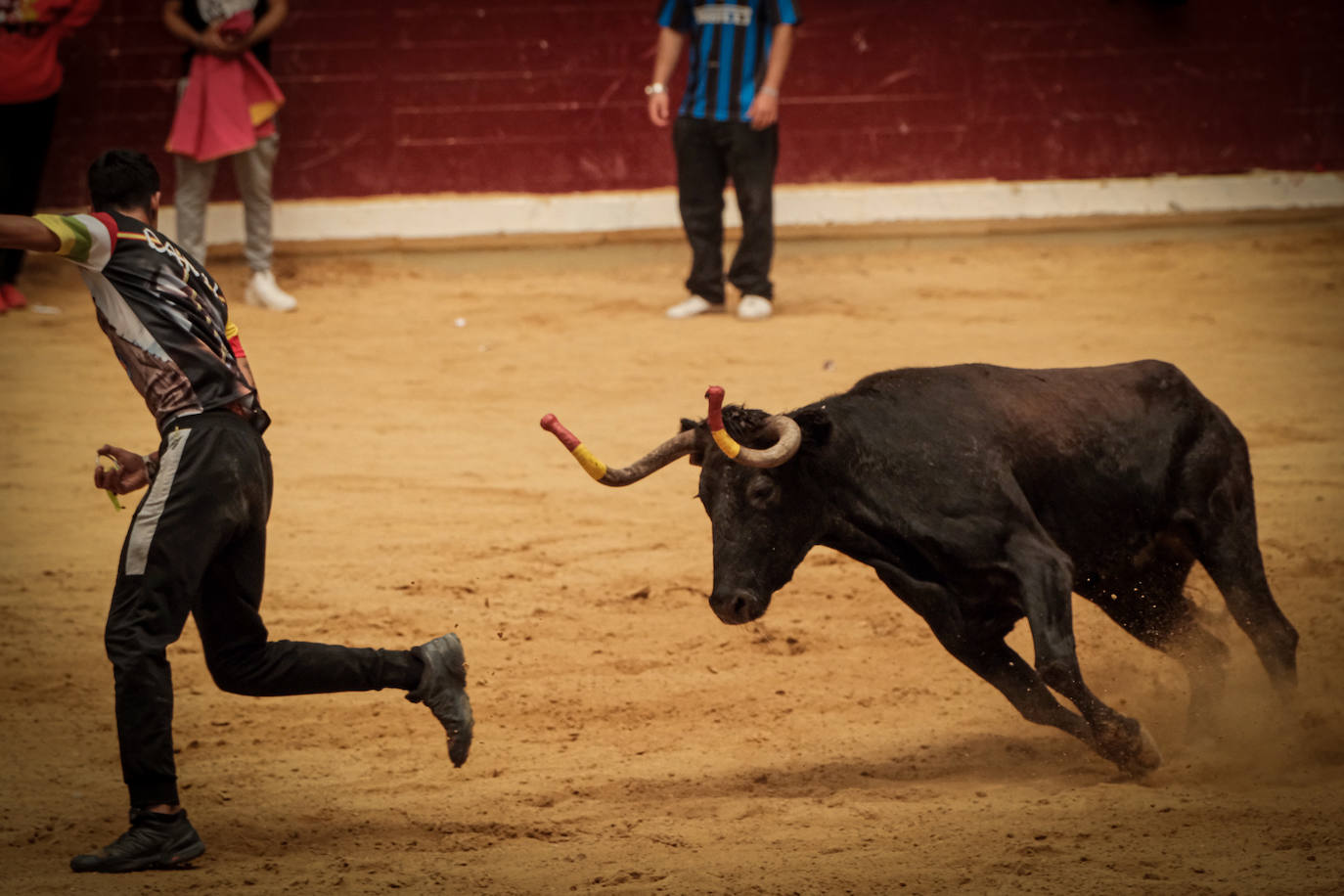 Emoción y risas en las vaquillas