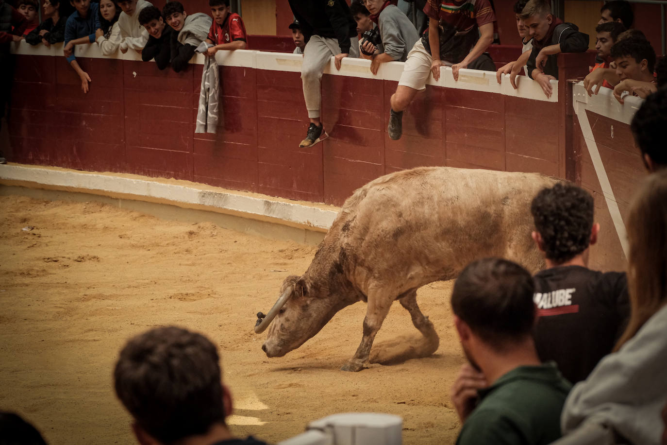 Emoción y risas en las vaquillas