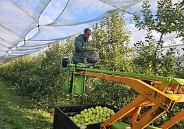Recolección de manzana golden, ayer en Finca Señorío de Rioja.