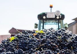 Remolque cargado de uvas tintas la semana pasada.