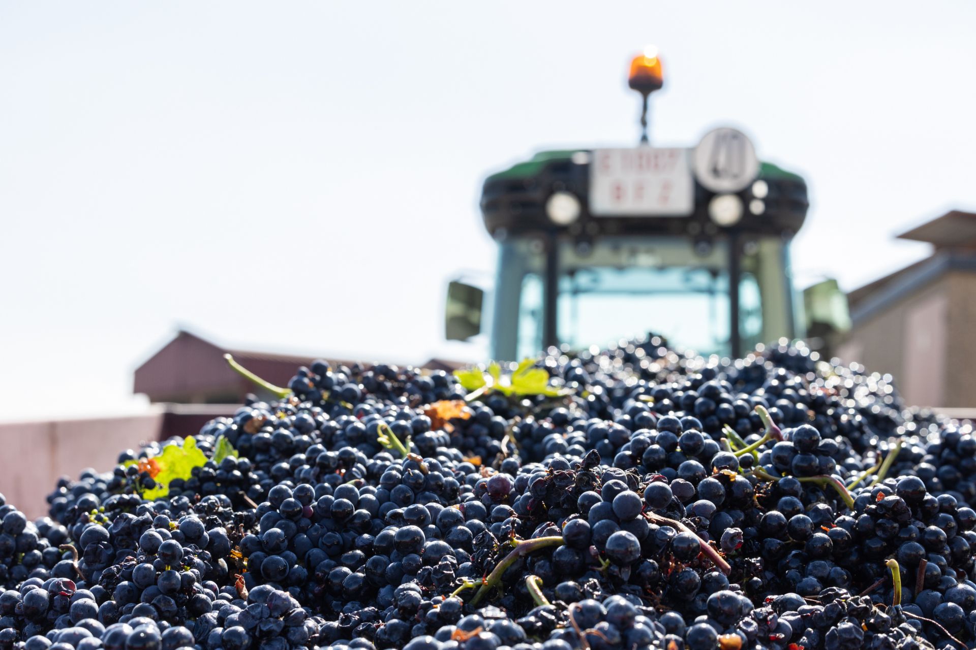 Remolque cargado de uvas tintas la semana pasada.