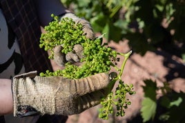 Un racimo de uva cortado a primeros de julio, cuando se hizo la vendimia en verde.