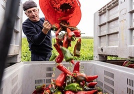 Recolección de pimientos en una finca de Leiva esta semana.