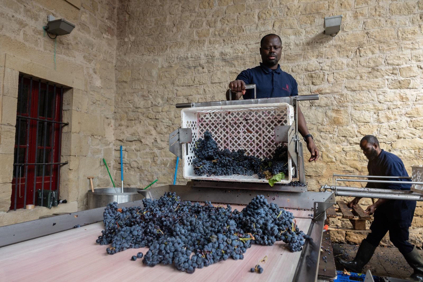 Rioja encara el final de la vendimia con una notable merma en la cantidad de uva