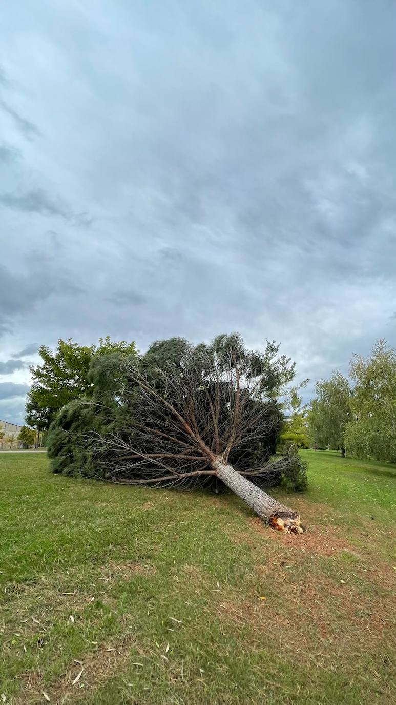 Árbol arrancado de cuajo en la zona de El Arco.