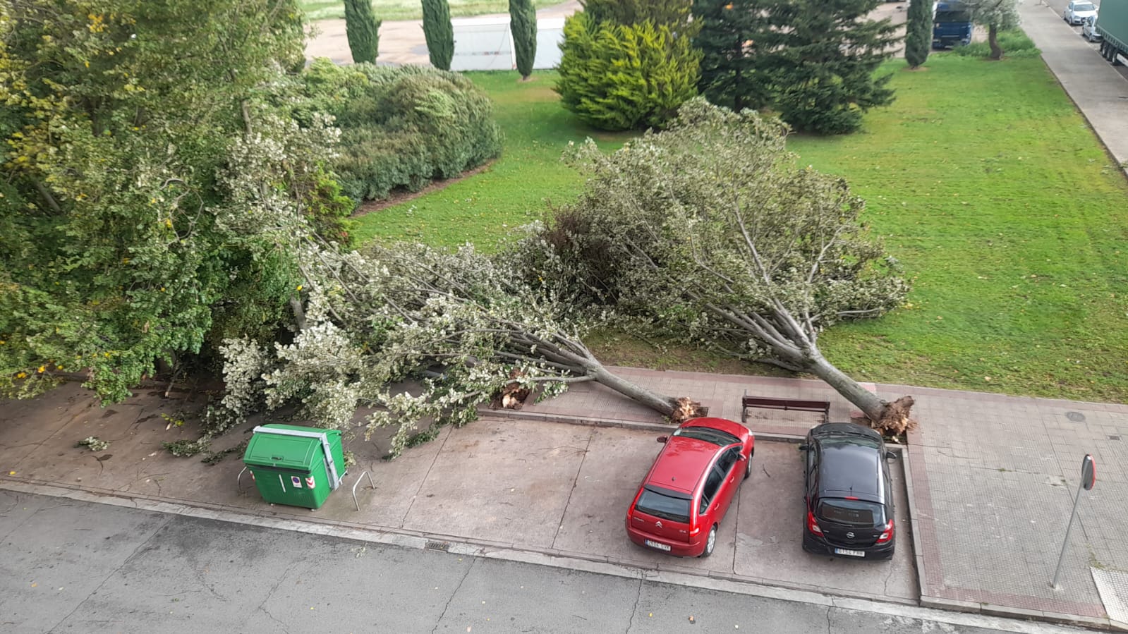 El viento provoca caídas de árboles y numerosas incidencias