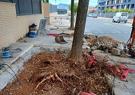 Las raíces de uno de los árboles retirados en Río Molinos.