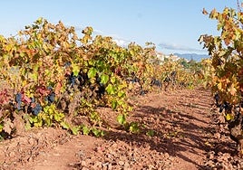 Imagen de archivo de un viñedo entre Arenzana de Abajo y Tricio.