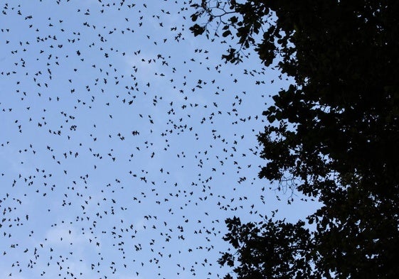 Una bandada de estorninos vuela en el cielo de Logroño.