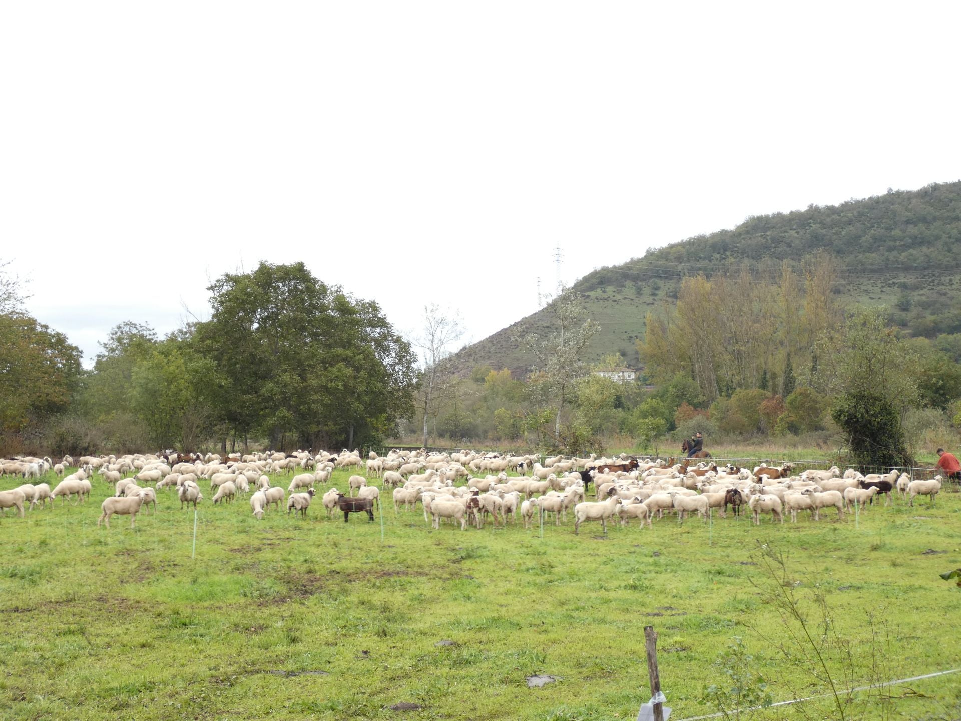 La feria ganadera y agroalimentaria de Ojacastro, en imágenes