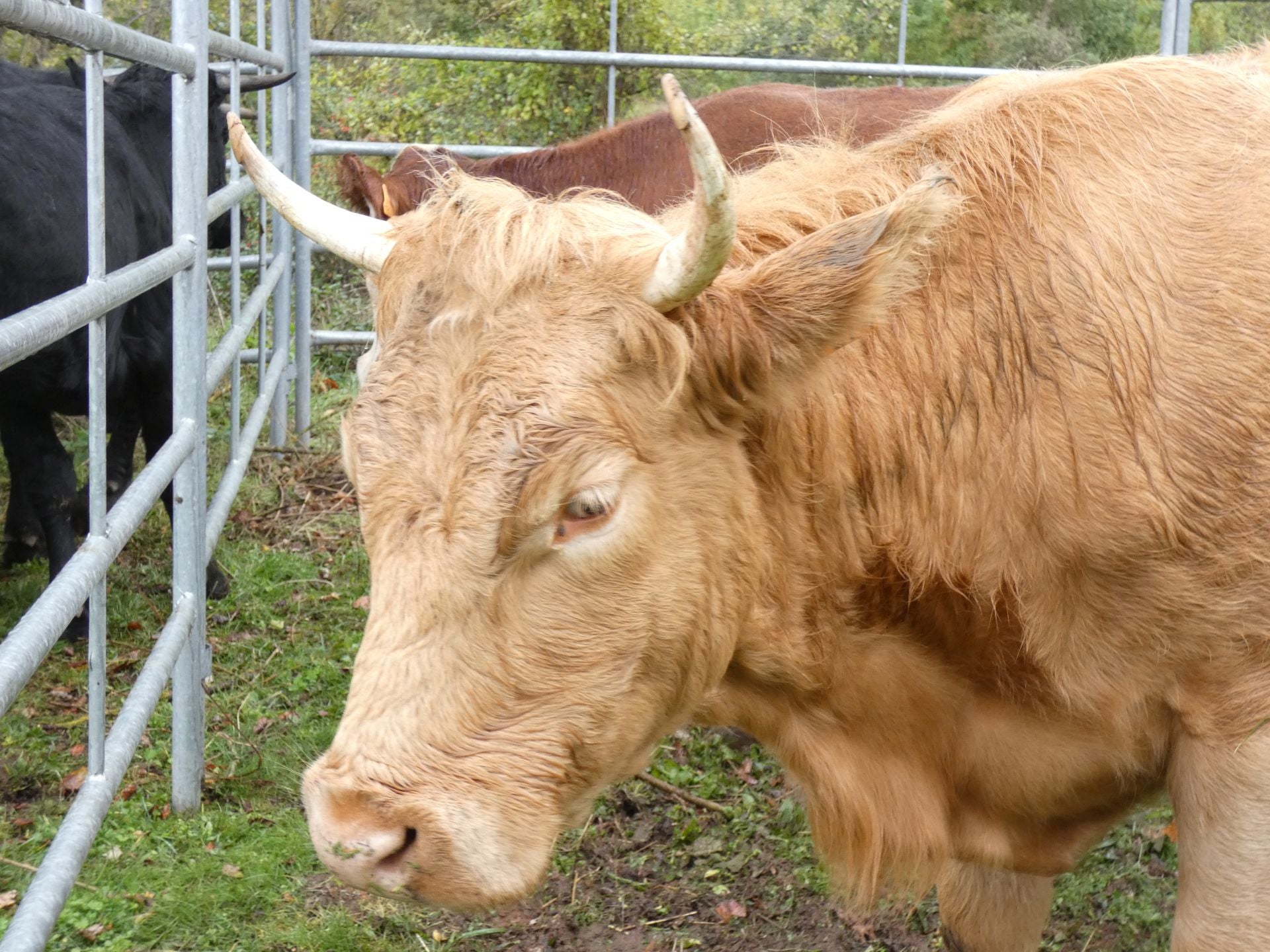 La feria ganadera y agroalimentaria de Ojacastro, en imágenes