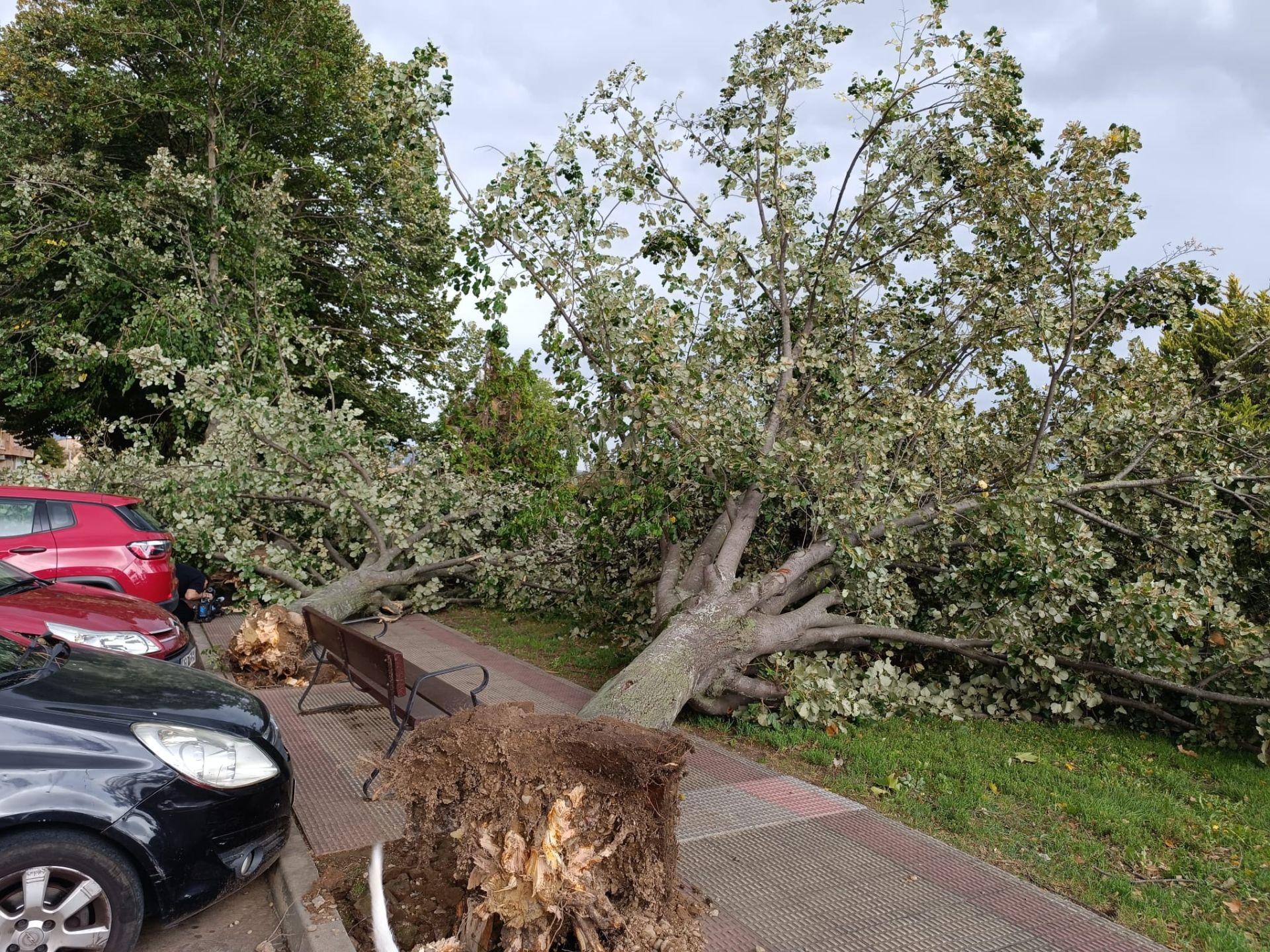Árboles derribados por el viento en el barrio logroñés de Varea. La intensidad de las rachas llegó el lunes en algunos puntos de La Rioja hasta los 138 kilómetros por hora.