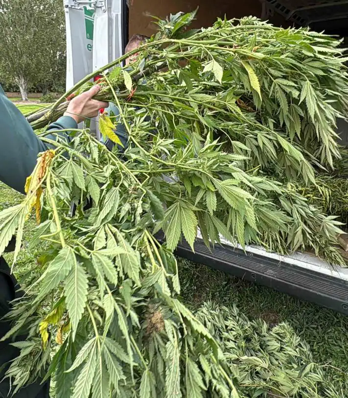 Imagen secundaria 2 - La Guardia Civil frustra un robo de plantas de marihuana en Casalarreina