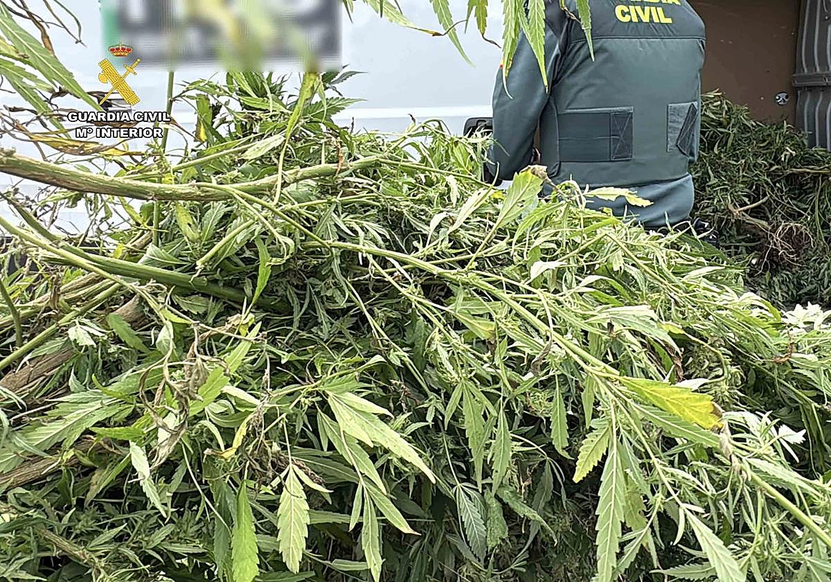 La Guardia Civil frustra un robo de plantas de marihuana en Casalarreina