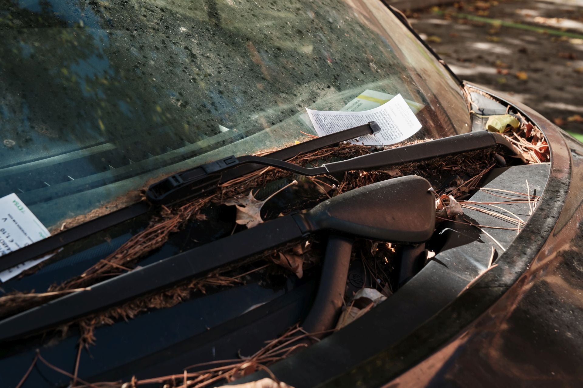 Imagen secundaria 1 - Pintura verde contra el cementerio de coches olvidados de Lobete