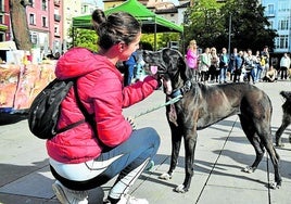 Una voluntaria acaricia a Viena, una perra de APA Rioja que participó en el 'Salón de la Adopción' celebrado el pasado sábado.