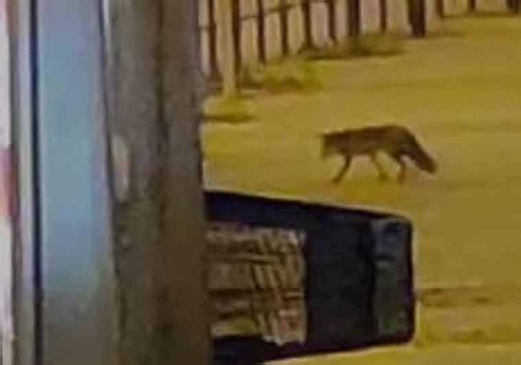 Un zorro de paseo por Los Lirios