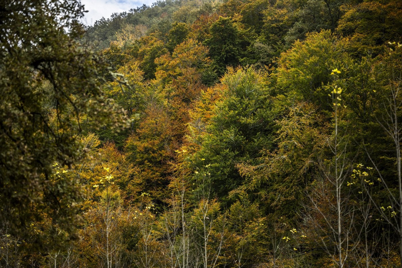 Los múltiples colores del otoño en el valle del Najerilla.
