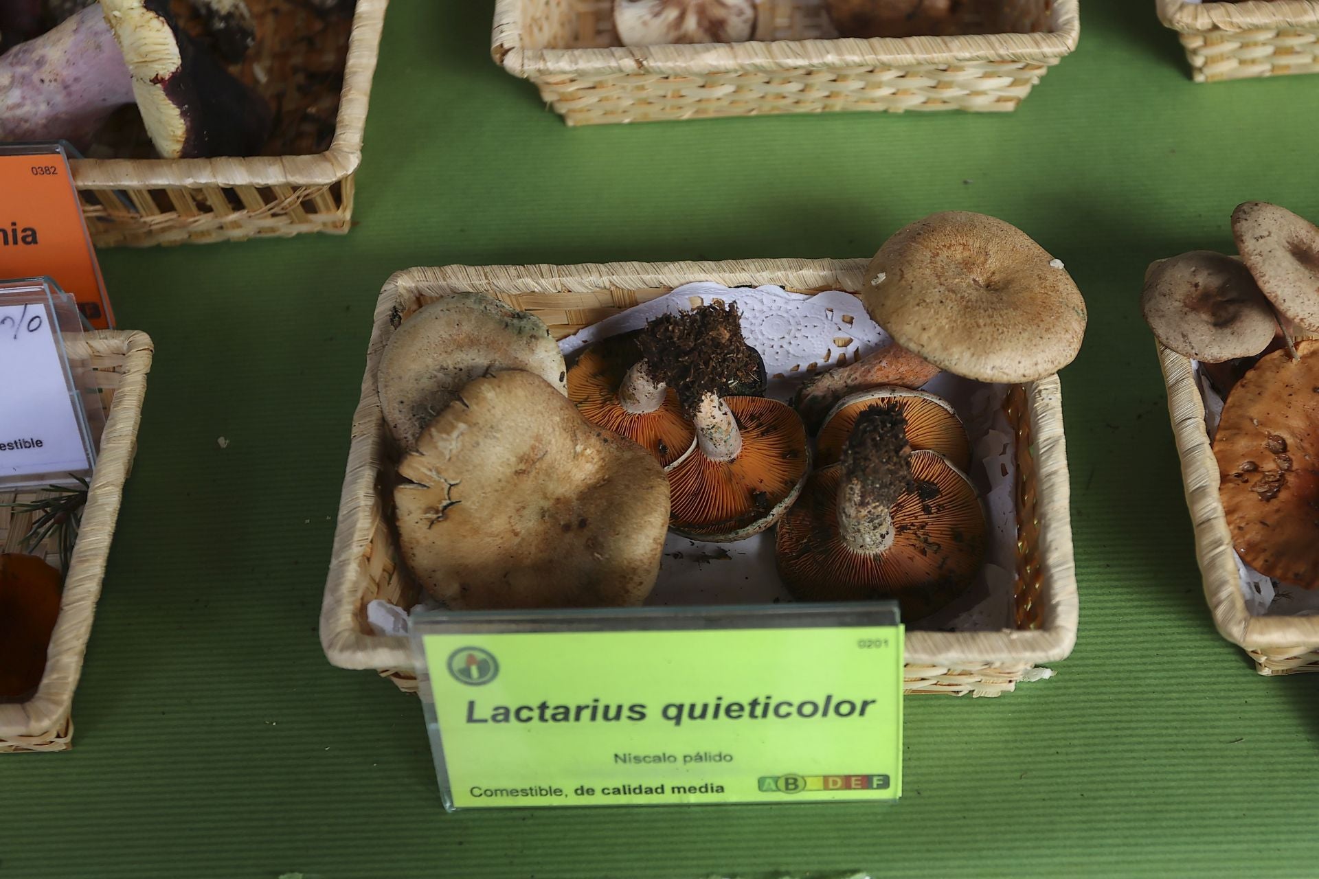 Exposición de setas en Gran Vía para el cierre de las jornadas de Verpa