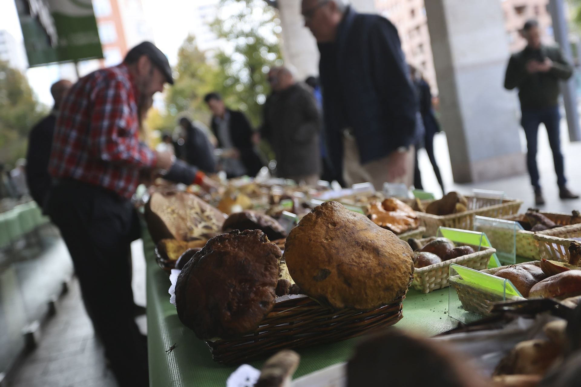 Exposición de setas en Gran Vía para el cierre de las jornadas de Verpa