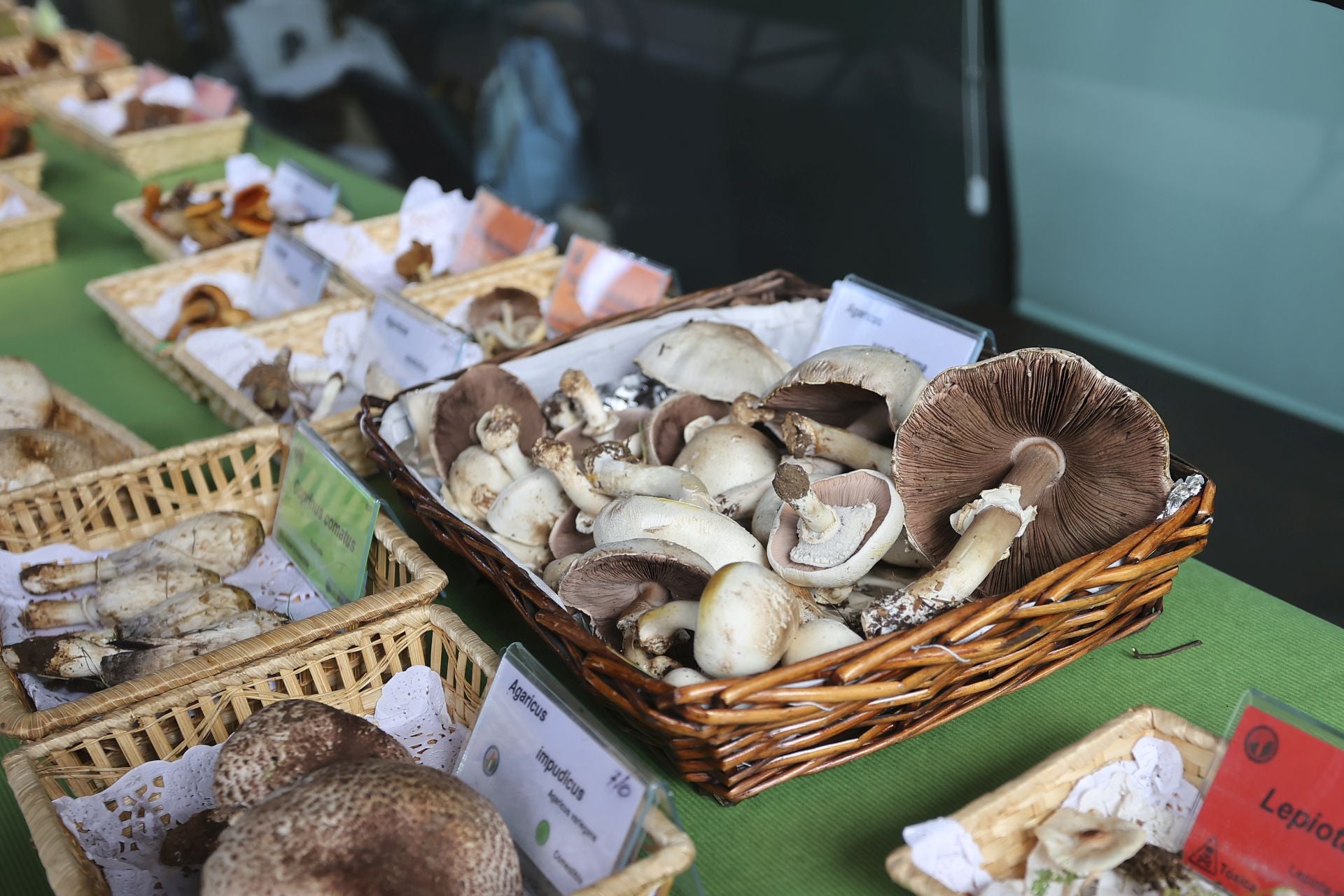 Exposición de setas en Gran Vía para el cierre de las jornadas de Verpa