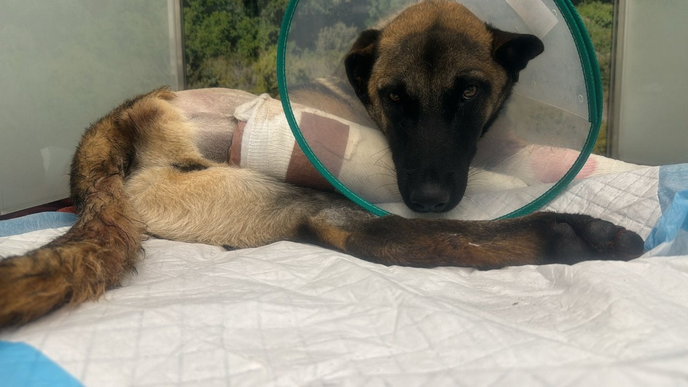 Perro que apareció atropellado entre Albelda y Nalda.
