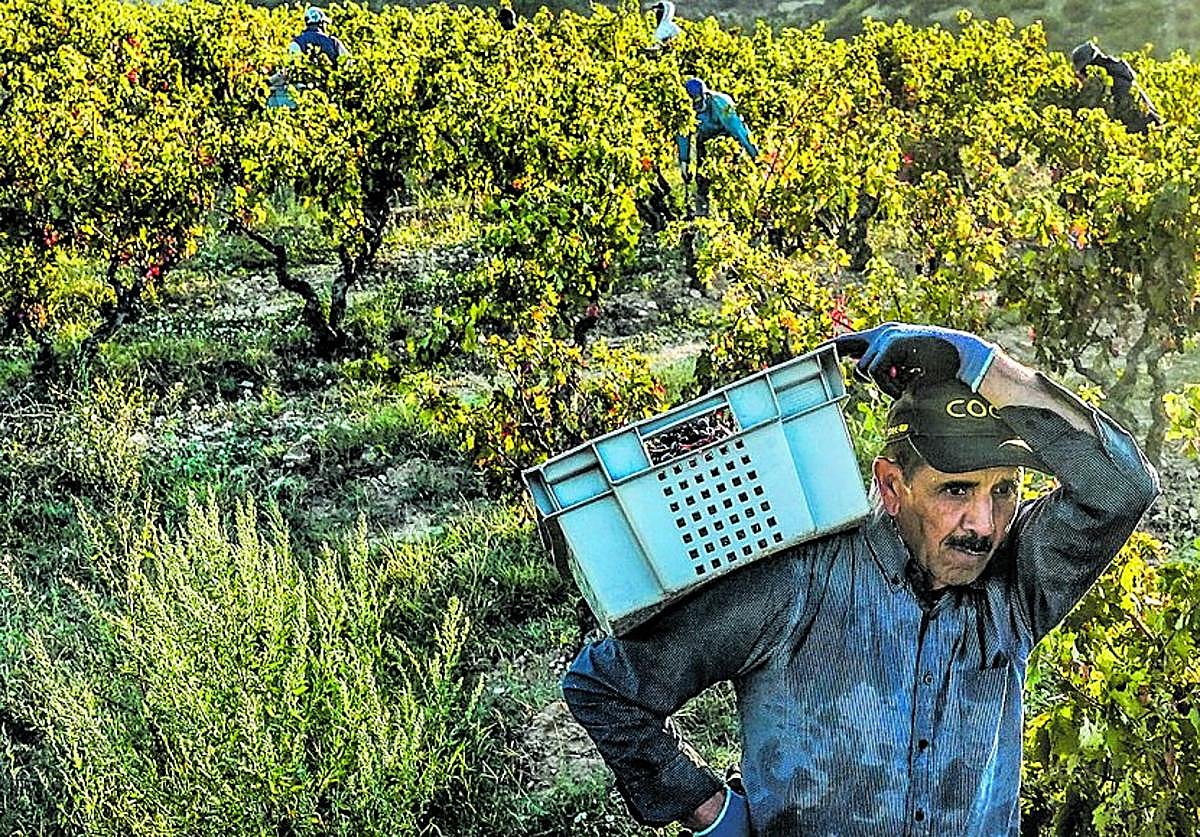 ABRA mantendrá abierta la guerra del vino al recurrir el fallo que tumba Viñedos de Álava