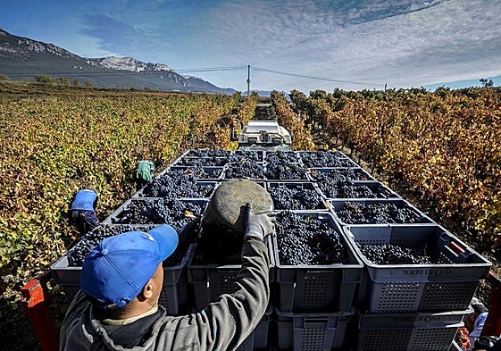 Día de vendimia en Laguardia.
