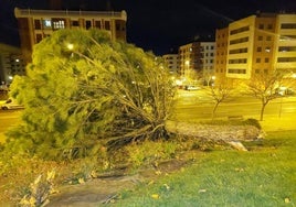 Árbol caído por el viento en Villamediana.