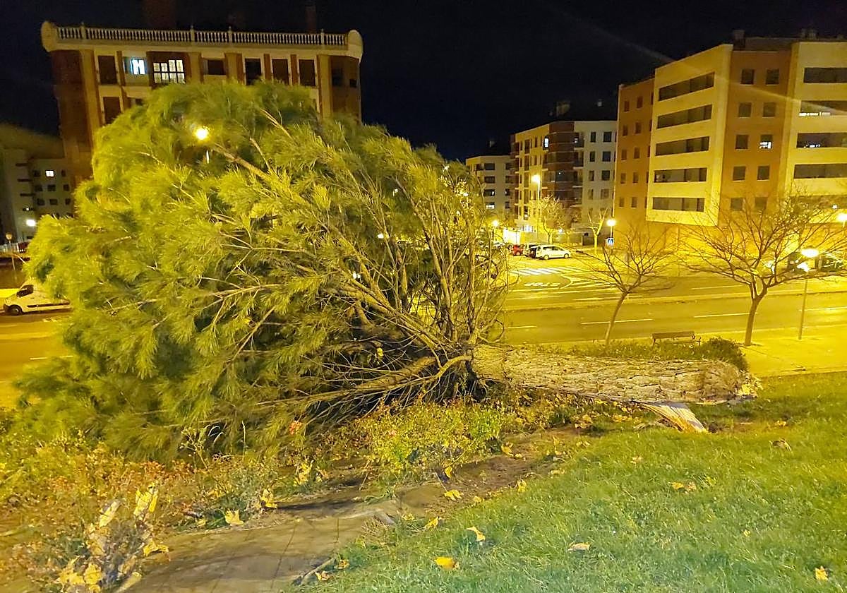 Árbol caído por el viento en Villamediana.
