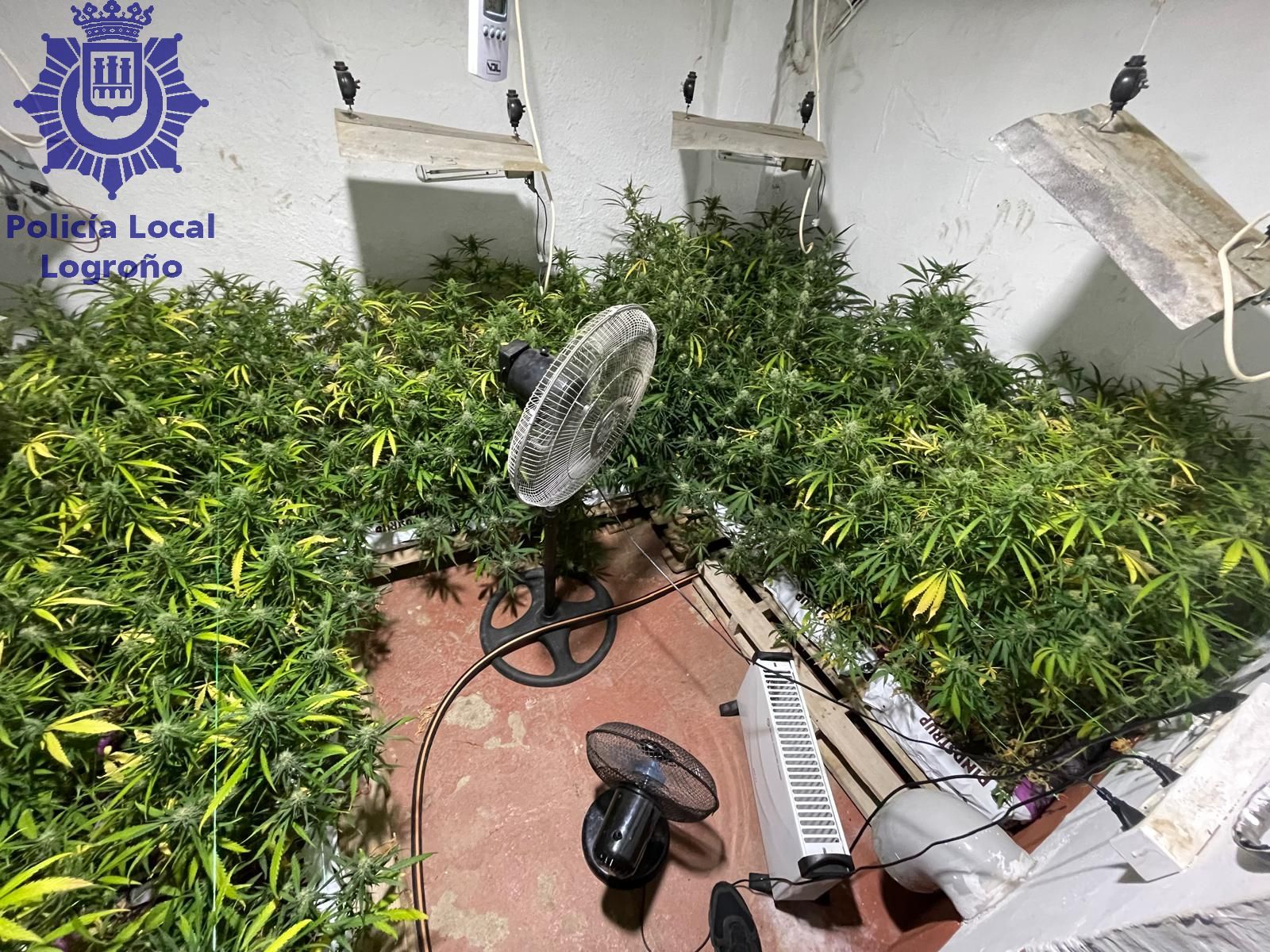 Desmantelada una plantación de marihuana de 395 plantas en Logroño