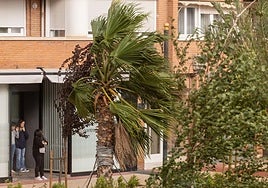 El viento azota árboles y palmeras en Logroño, en una imagen de archivo.
