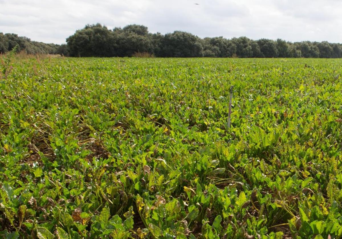 ARAG-Asaja muestra su total rechazo al actual acuerdo de la UE con Mercosur